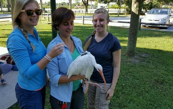 Researchers release a white ibis outfitted with a GPS transmitter